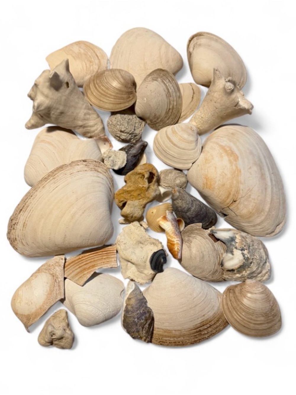 Assortment of Atlantic Seashells